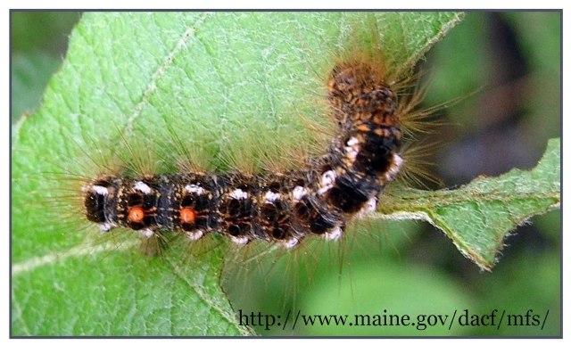 Brown tail Moth Management