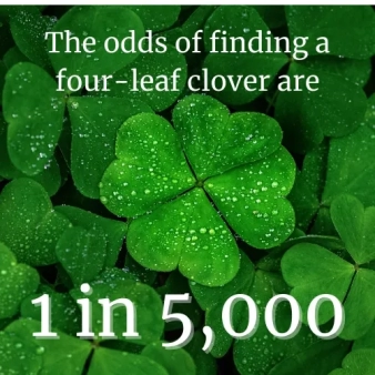 The Luck of the Clover