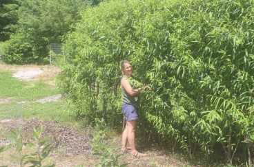 Tracy Weber the Food & Forest volunteer coordinator works to weave the willow tunnel at Viles Arboretum.