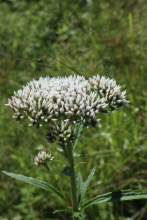 Common_Boneset.png