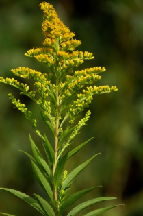 Goldenrods