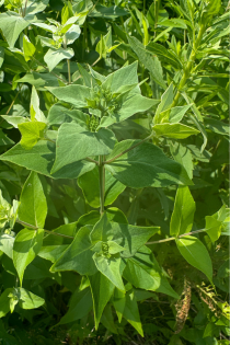 Mountain Mint