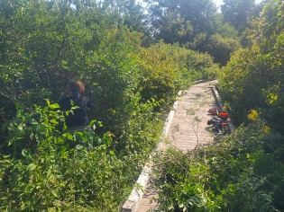 Viles_Arboretum_boardwalk_-_old.jpg