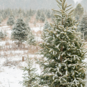 Governor Mills Declares November 24 as Maine Grown Christmas Tree Day