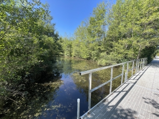 viles_arboretum_boardwalk_4.jpg