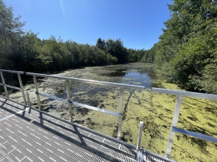 viles_arboretum_boardwalk_5.jpg