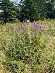 Purple loosestrife Lythrum salicaria